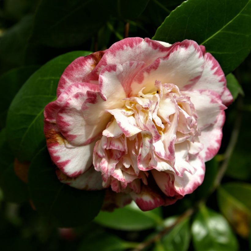 Camellia Margaret Davis - Japanische Kamelie (Flowering)