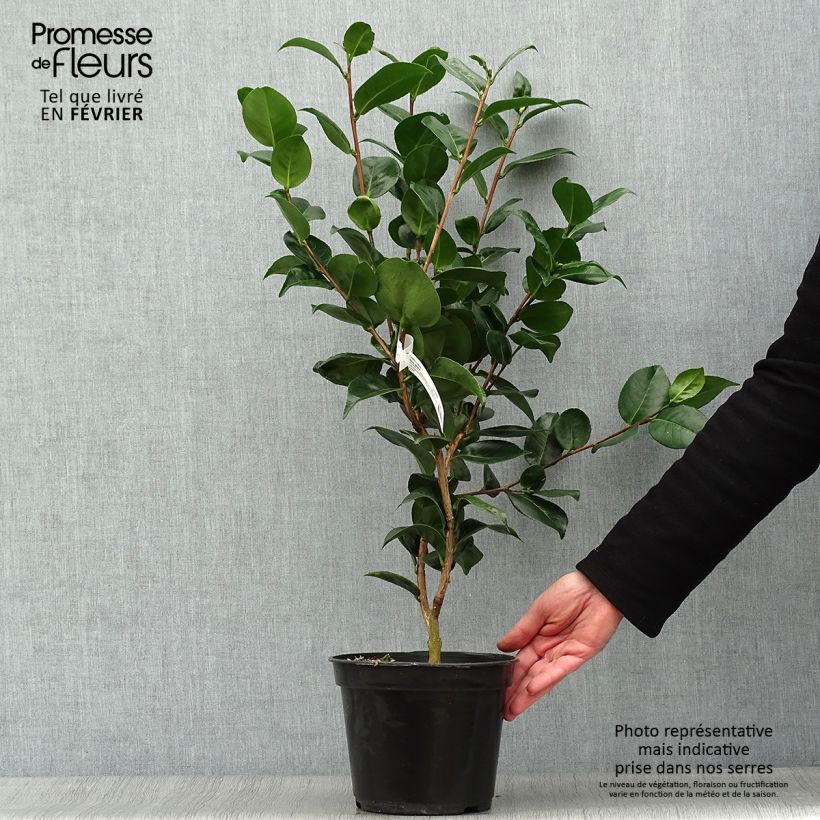 Exemplar von Camellia Marie-Galante - Japanische Kamelie Topf mit 4L/5L wie im Winter geliefert
