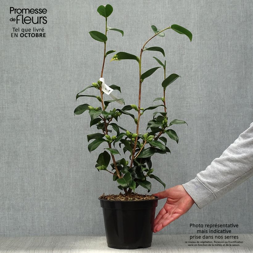 Example of Camellia Midnight Variegated - Japanische Kamelie Topf mit 4L/5L as you get in automne