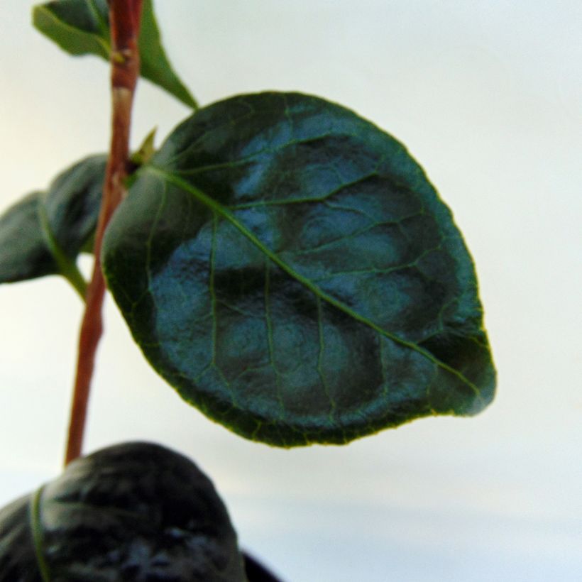 Camellia Montironi - Japanische Kamelie (Foliage)