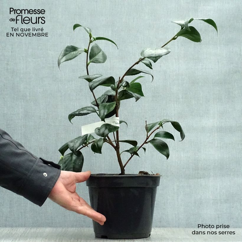 Example of Camellia Montironi - Japanische Kamelie Topf mit 4L/5L as you get in automne