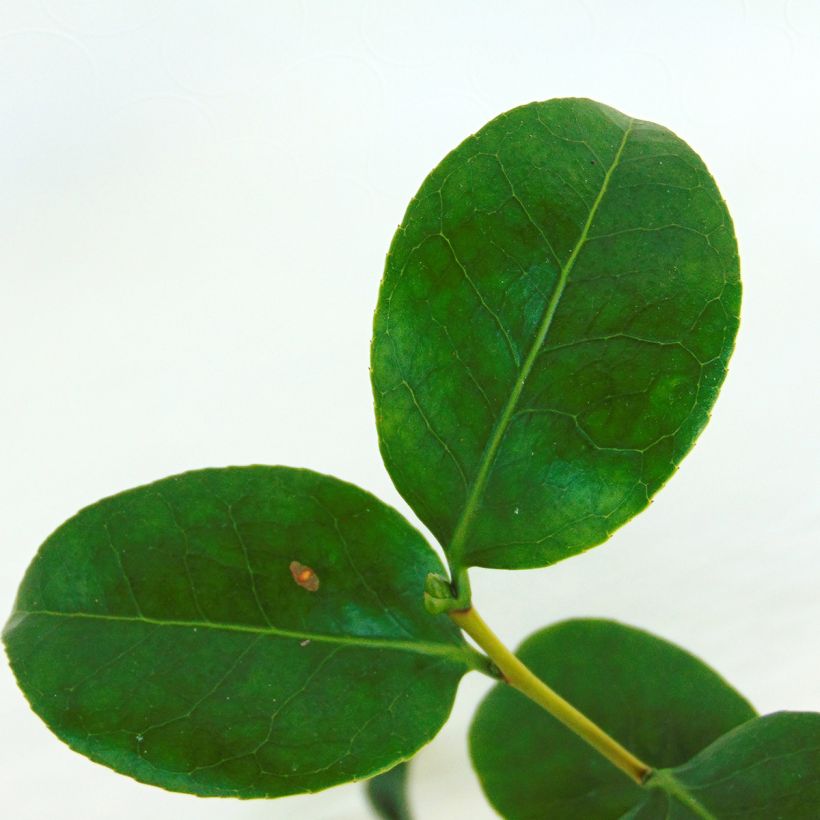 Camellia Nobilissima - Japanische Kamelie (Foliage)