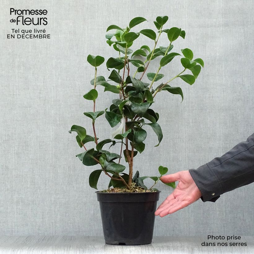Exemplar von Camellia Nobilissima - Japanische Kamelie Topf mit 4L/5L wie im Winter geliefert