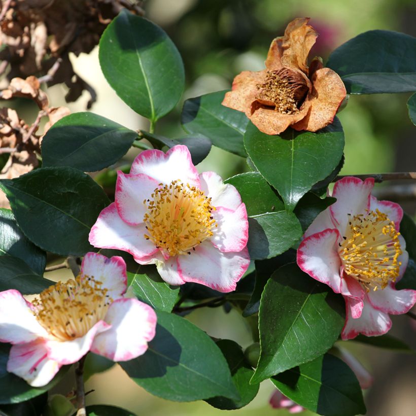 Camellia de Higo Okan - Japanische Kamelie (Flowering)