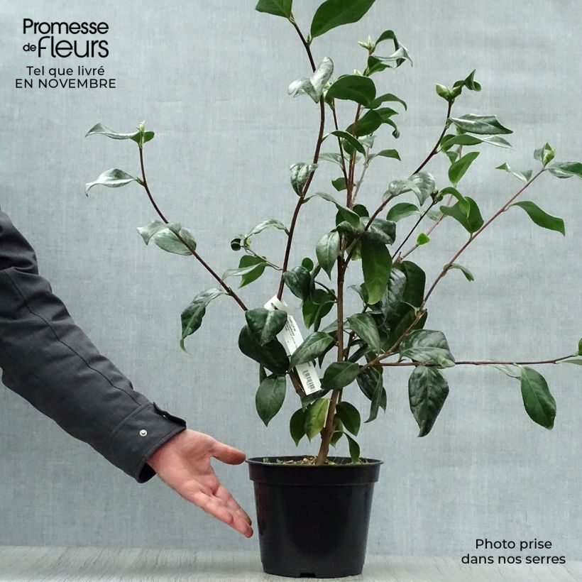 Example of Camellia Paddy's Perfumed - Japanische Kamelie Topf mit 4L/5L as you get in automne