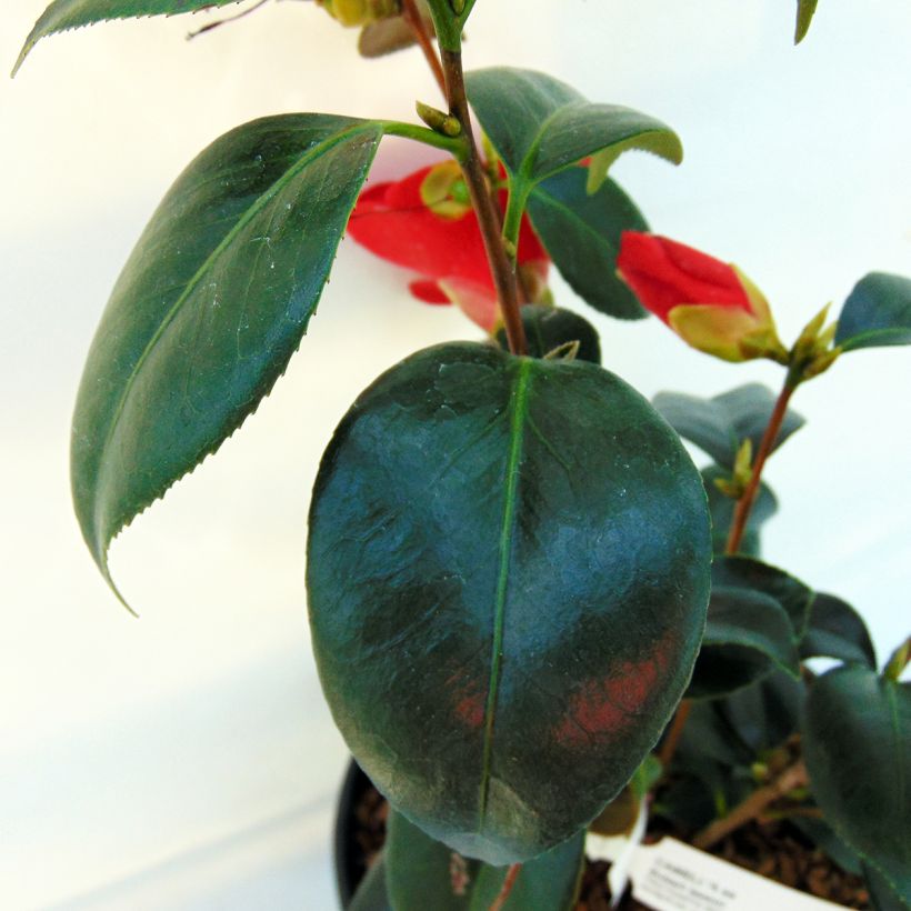 Camellia Robert Lasson - Japanische Kamelie (Foliage)