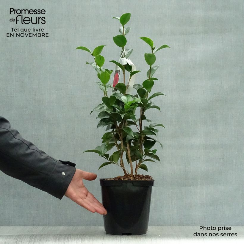 Example of Camellia Roger Hall - Japanische Kamelie Topf mit 3L/4L as you get in automne