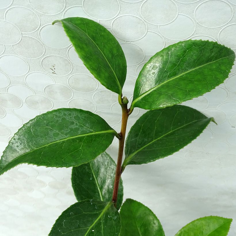 Camellia San dimas - Japanische Kamelie (Foliage)
