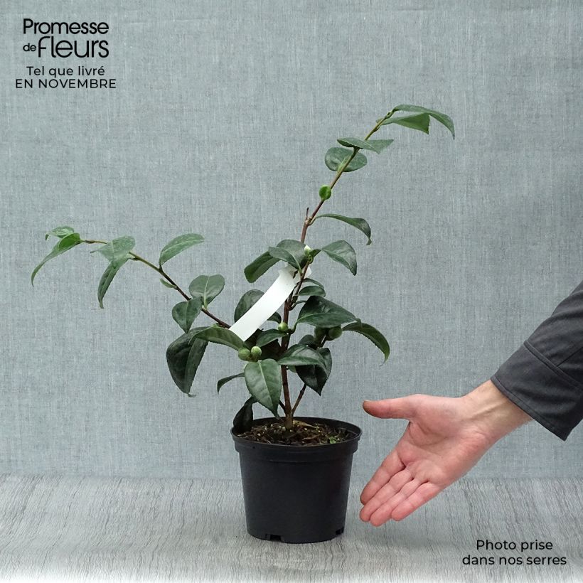 Example of Camellia San dimas - Japanische Kamelie Topf mit 2L/3L as you get in automne