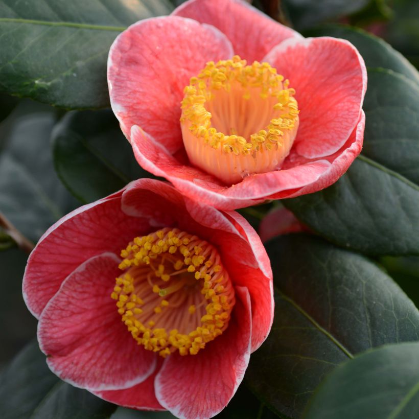 Camellia Sanpei Tsubaki - Japanische Kamelie (Flowering)