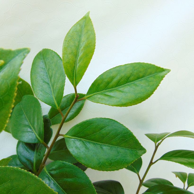 Camellia Sanpei Tsubaki - Japanische Kamelie (Foliage)