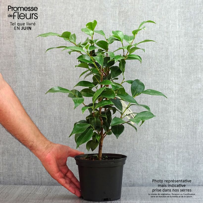 Example of Camellia Stacy Susan - Japanische Kamelie Topf mit 2L/3L as you get in ete