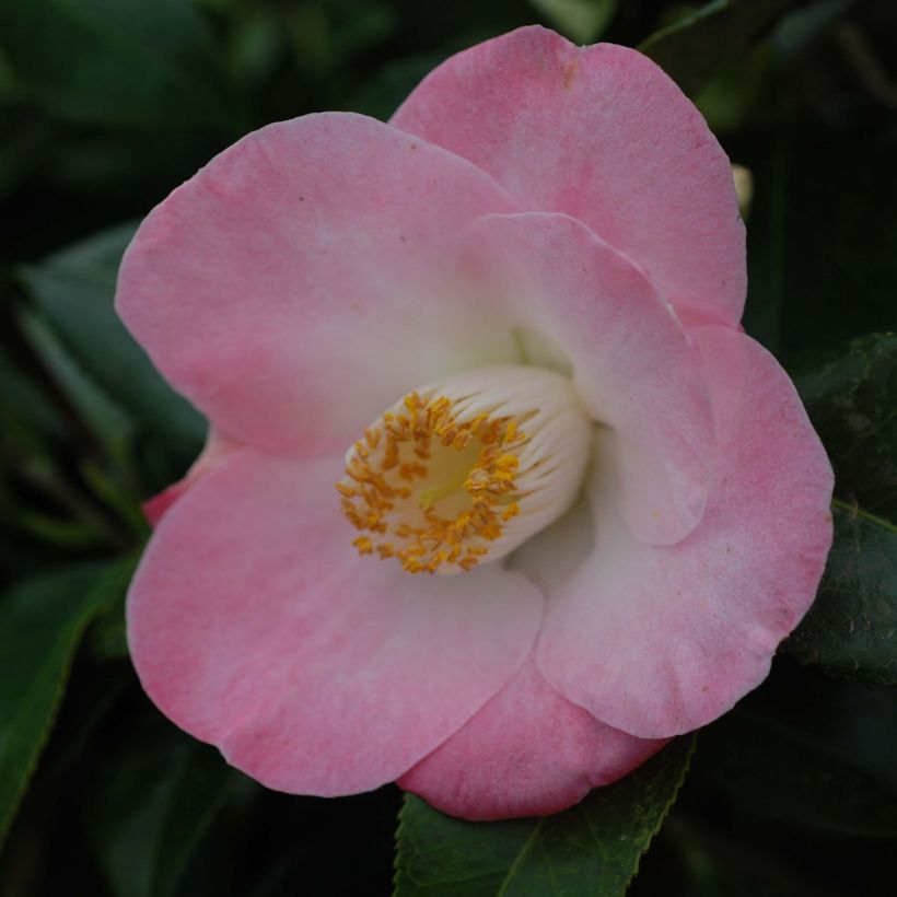 Camellia Sunny Side - Japanische Kamelie (Flowering)