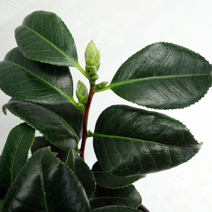 Camellia Sunny Side - Japanische Kamelie (Foliage)