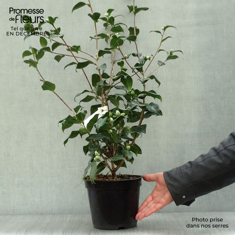 Exemplar von Camellia Sunny Side - Japanische Kamelie Topf mit 4L/5L wie im Winter geliefert