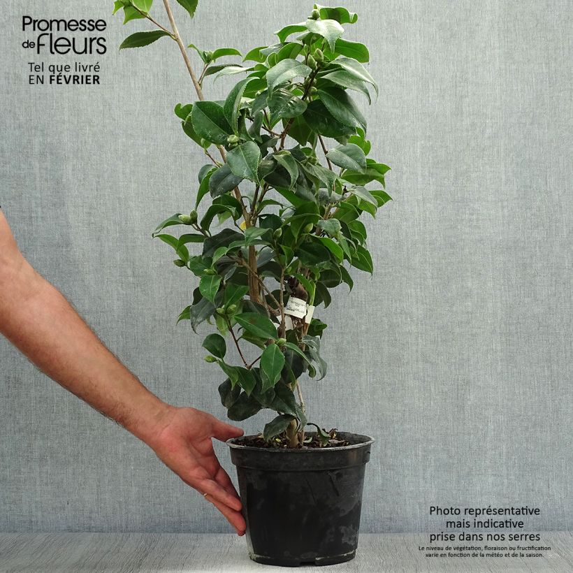 Example of Camellia Sunny Side - Japanische Kamelie Topf mit 4L/5L as you get in automne