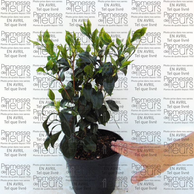 Example of Camellia Sweet Olive - Japanische Kamelie Topf mit 4L/5L as you get