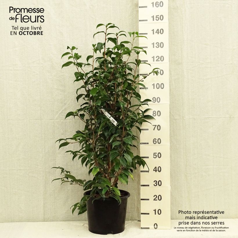 Example of Camellia Traverso - Japanische Kamelie Topf mit 12L/15L as you get in automne
