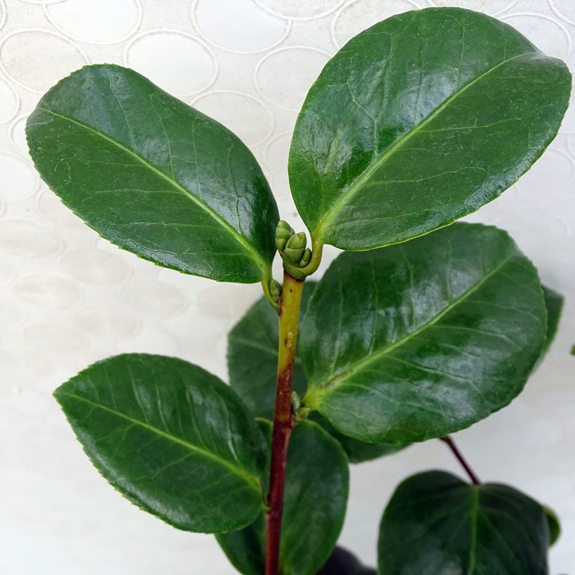 Camellia Valtevareda - Japanische Kamelie (Foliage)