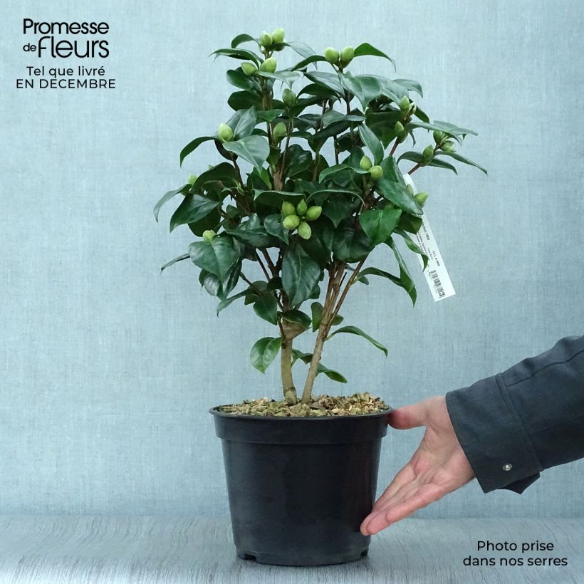 Exemplar von Camellia Valtevareda - Japanische Kamelie Topf mit 4L/5L wie im Winter geliefert
