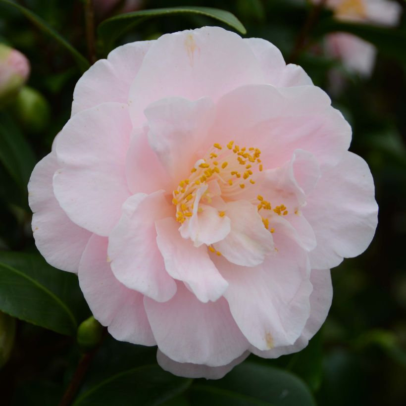 Camellia Virginia Robinson - Japanische Kamelie (Flowering)