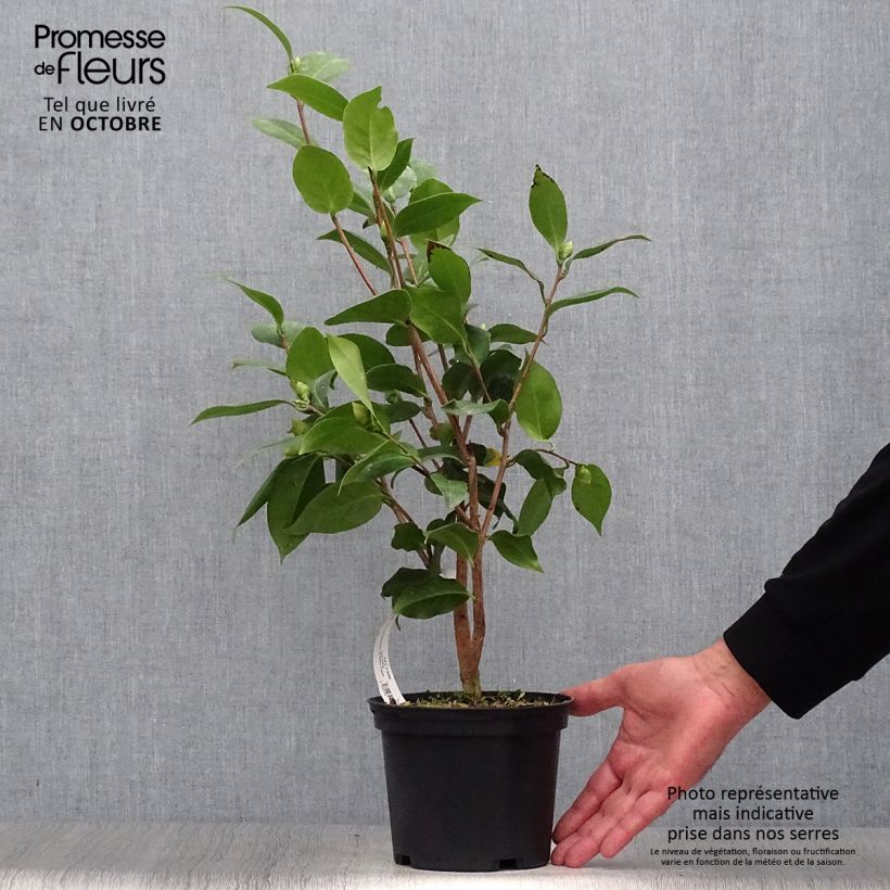 Example of Camellia Virginia Robinson - Japanische Kamelie Topf mit 2L/3L as you get in automne