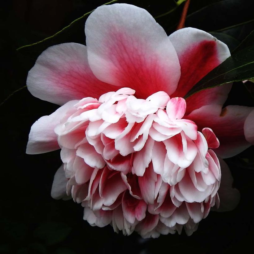Camellia Volunteer - Japanische Kamelie (Flowering)