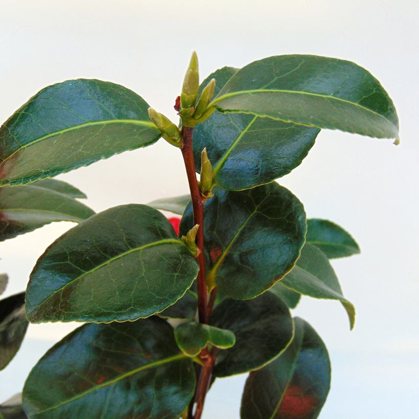 Camellia Volunteer - Japanische Kamelie (Foliage)