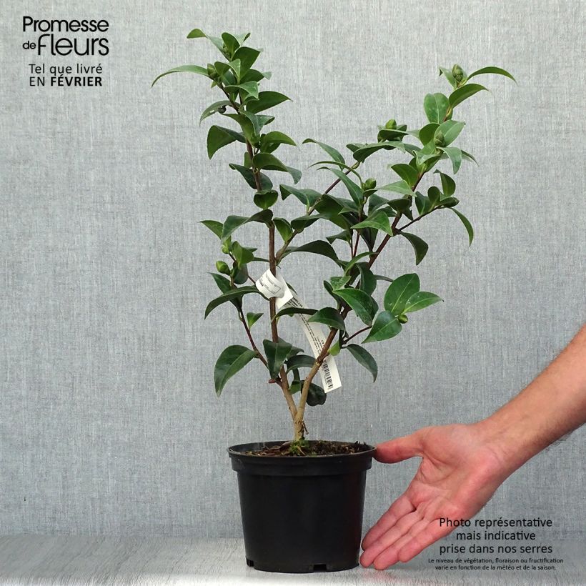 Example of Camellia Volunteer - Japanische Kamelie Topf mit 2L/3L as you get in automne