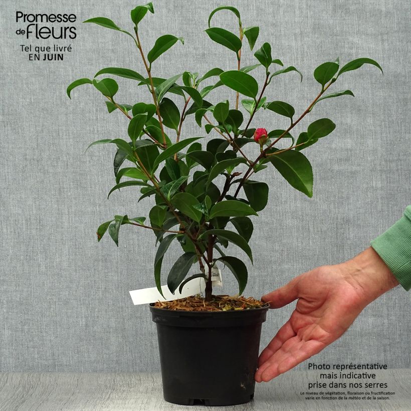 Exemplar von Camellia Volunteer - Japanische Kamelie Topf mit 2L/3L wie im Sommer geliefert
