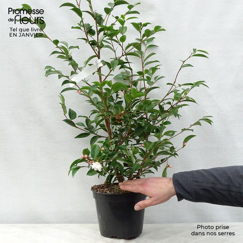 Exemplar von Camellia Cinnamon Cindy - Kamelie Topf mit 3L/4L wie im Winter geliefert