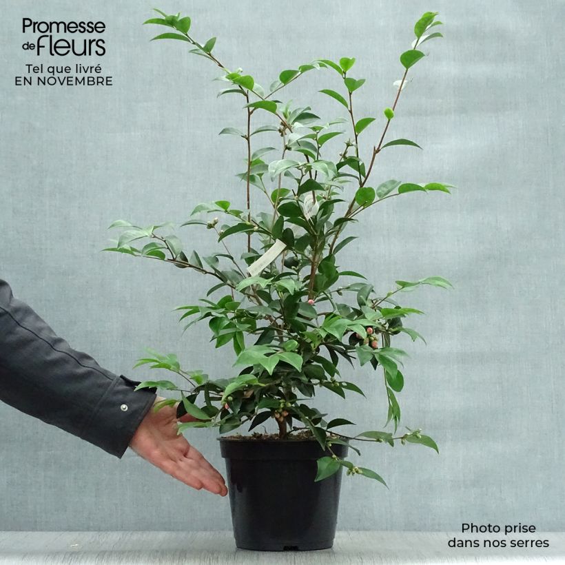Example of Camellia Cinnamon Cindy - Kamelie Topf mit 3L/4L as you get in automne