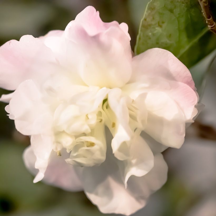 Camellia Cinnamon Cindy - Kamelie (Flowering)