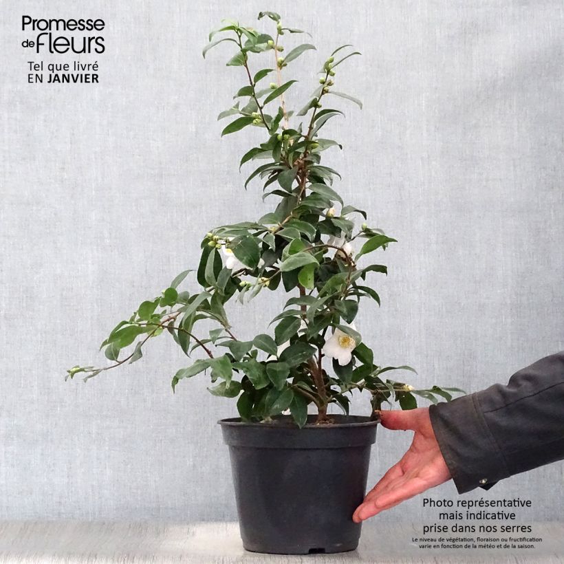 Exemplar von Camellia Cinnamon Scentsation - Kamelie Topf mit 3L/4L wie im Winter geliefert