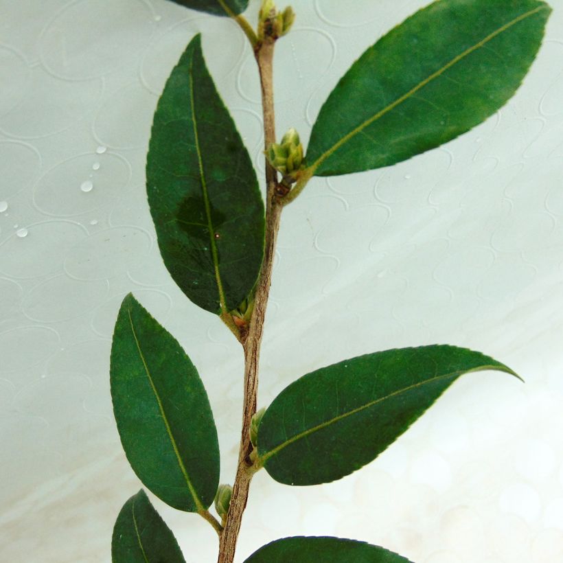 Camellia Fairy Wand - Kamelie (Foliage)