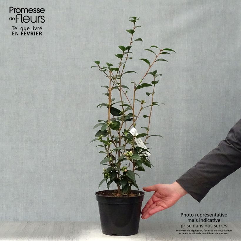 Exemplar von Camellia Spring Festival - Kamelie Topf mit 3L/4L wie im Winter geliefert