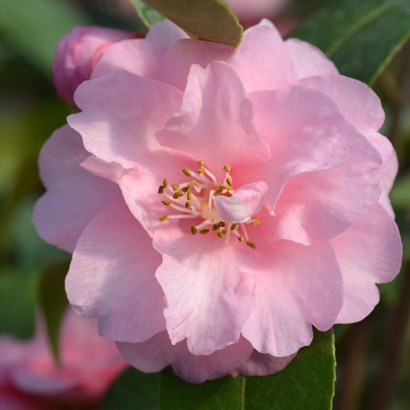 Camellia Spring Festival - Kamelie (Flowering)
