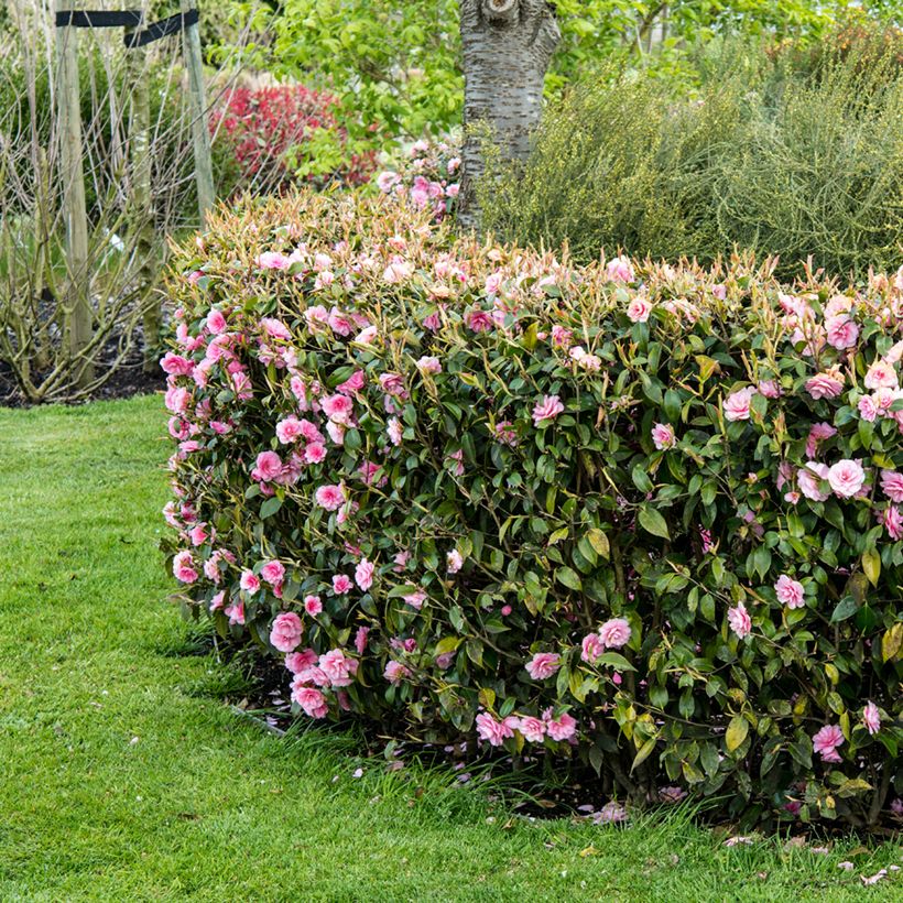 Camellia Spring Festival - Kamelie (Plant habit)