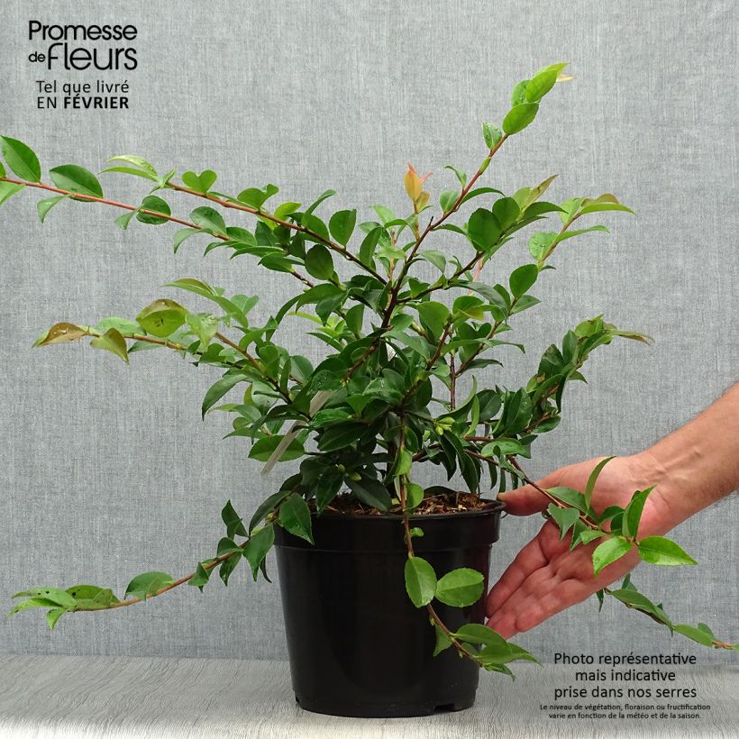 Example of Camellia lutchuensis Sweet Emily Kate - Kamelie Topf mit 4L/5L as you get in automne