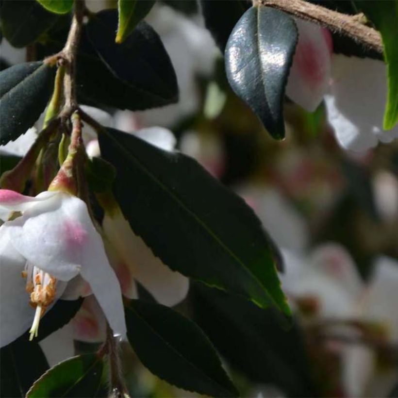 Camellia rosthoriana Cupido - Kamelie (Foliage)