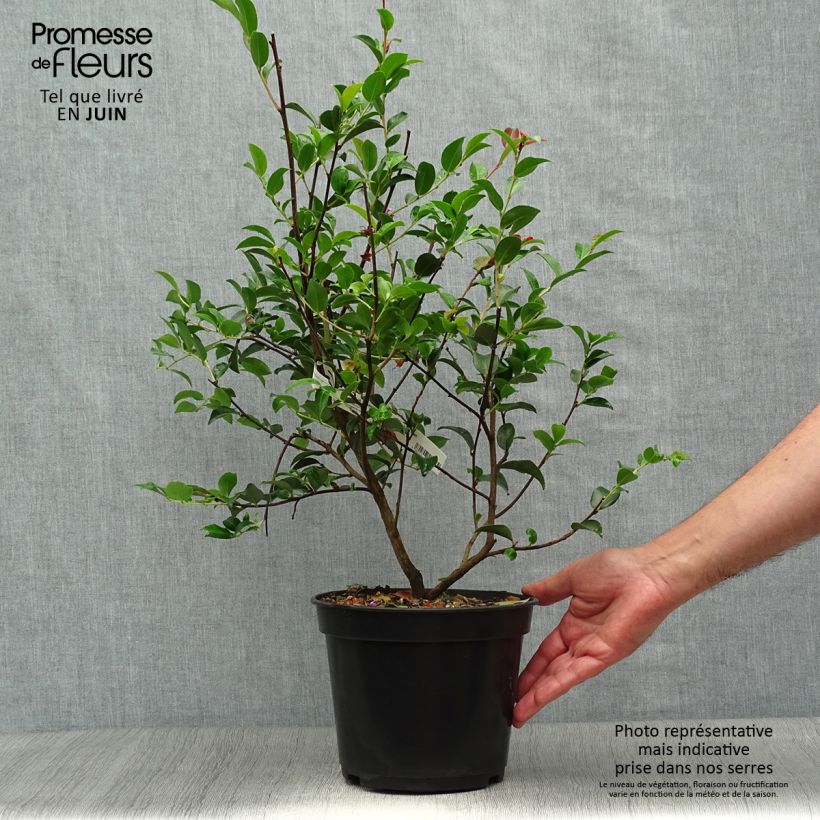 Example of Camellia lutchuensis Fairy blush - Kamelie Topf mit 3L/4L as you get in ete