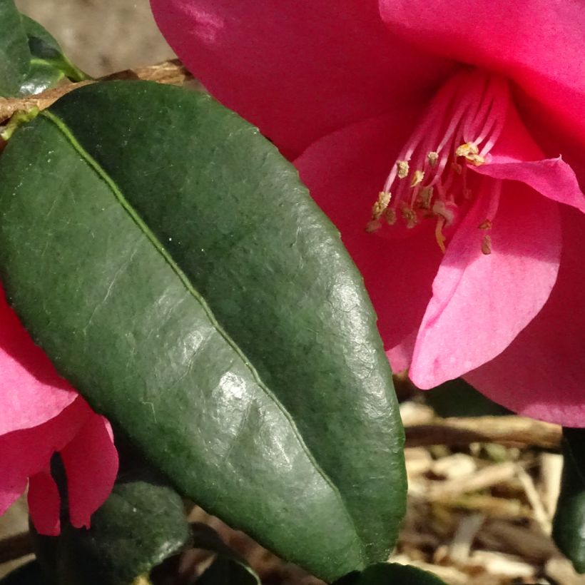 Camellia Gay Baby - Kamelie (Foliage)