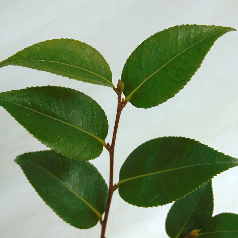 Camellia transnokoensis Sweet Jane - Kamelie (Foliage)