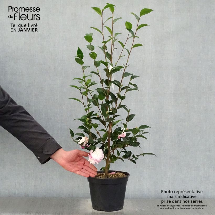 Exemplar von Camellia transnokoensis Sweet Jane - Kamelie Topf mit 4L/5L wie im Winter geliefert