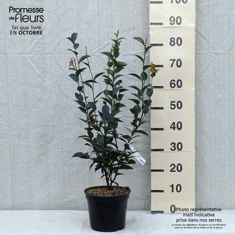 Example of Camellia transnokoensis Sweet Jane - Kamelie Topf mit 4L/5L as you get in automne