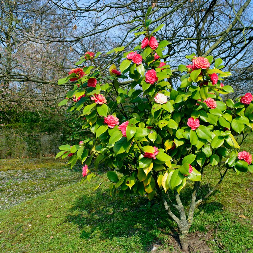 Camellia chandleri Elegans - Japanische Kamelie (Plant habit)