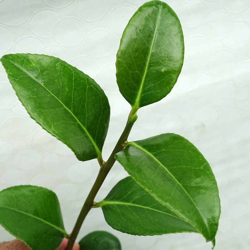 Camellia Marshmallow - Japanische Kamelie (Foliage)