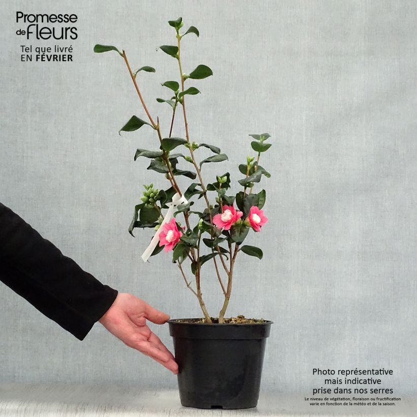 Exemplar von Camellia Marshmallow - Japanische Kamelie Topf mit 4L/5L wie im Winter geliefert