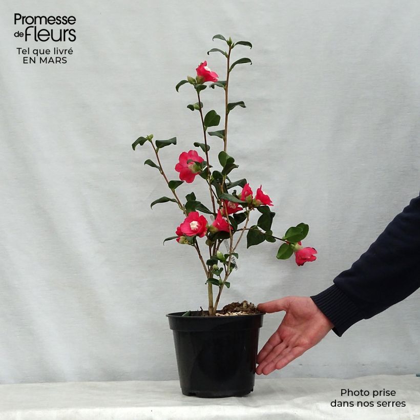 Exemplar von Camellia Marshmallow - Japanische Kamelie Topf mit 4L/5L wie im Frühjahr geliefert