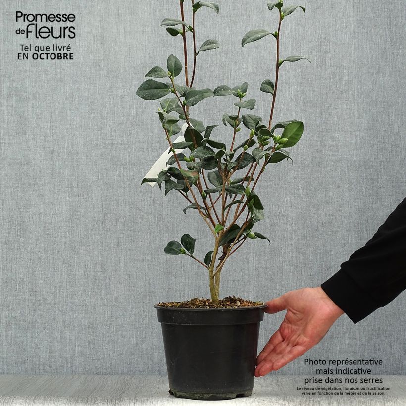 Example of Camellia Marshmallow - Japanische Kamelie Topf mit 4L/5L as you get in automne
